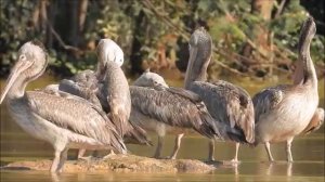Семейство пеликанов. Экзотическая птица пеликан