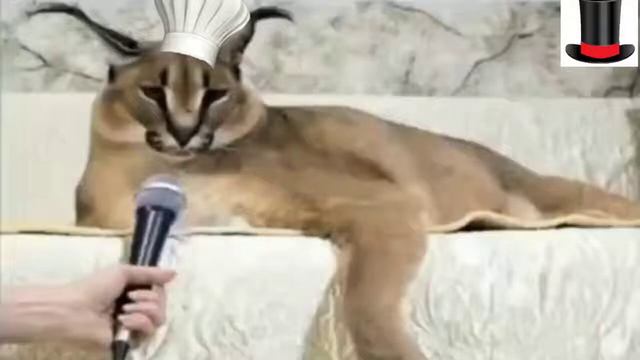 кот говорит пельмени смотреть онлайн