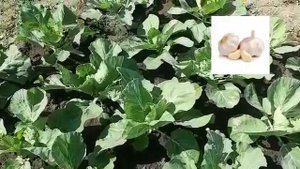 ВРЕДИТЕЛИ КАПУСТЫ. ТРИ СПОСОБА ОТ ВРЕДИТЕЛЕЙ НА КАПУСТЕ. МЕРЫ БОРЬБЫ С ВРЕДИТЕЛЯМИ НА КАПУСТЕ.