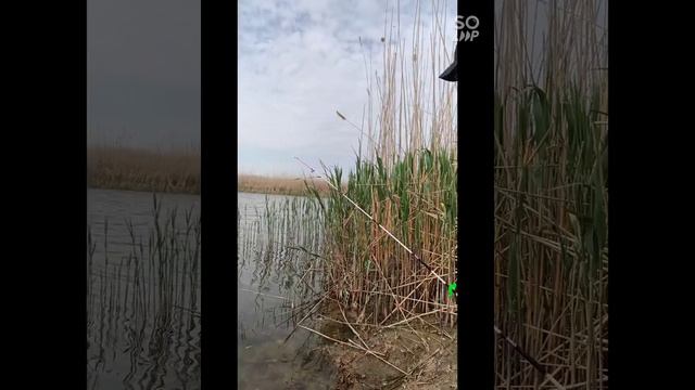 ЛОВЛЯ САЗАНА В МАЕ, НА МАКУХУ! ЛАГАНЬ 2022 смотреть онлайн