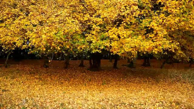 "Листья опадают" (канон, для детей с 3 класса) смотреть онлайн