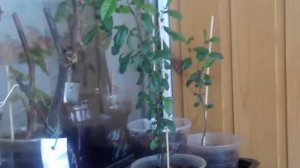 Тепличка для рассады на балконе