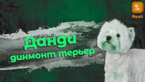 Данди Димонт Терьер: Порода с Характером
