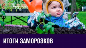 Садоводы в шоке от последствий заморозков - Москва FM