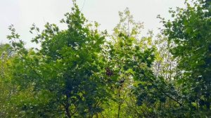 Свекровь сдала квартиру, чтобы помочь дочери деньгами и приехала с чемоданами в квартиру невестки.