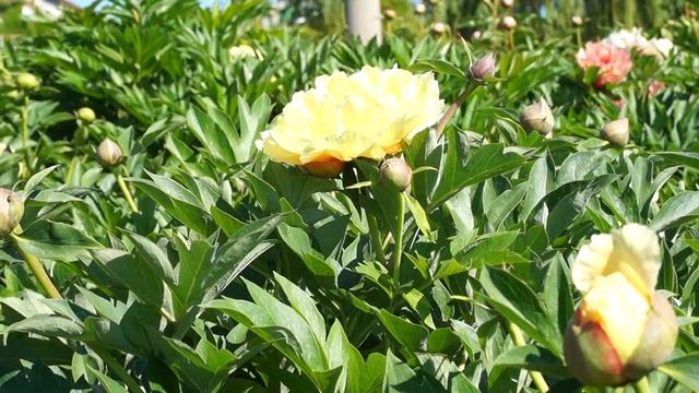 Пион GARDEN TREASURE 19.05.2015 смотреть онлайн