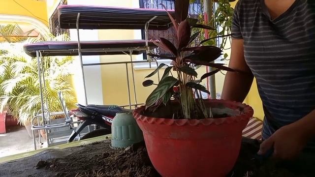 Ctenanthe Setosa | Repotting and Propagating  My Calathea Setosa