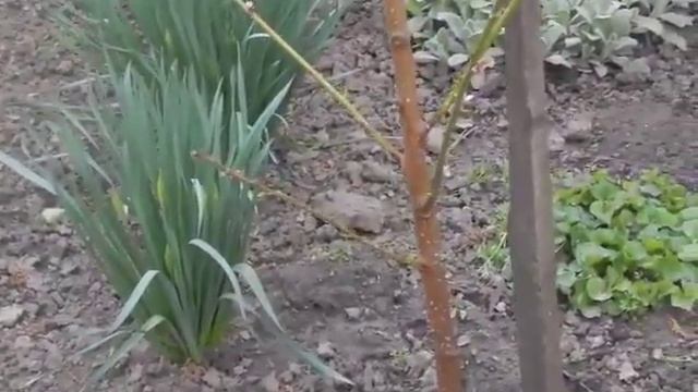 23 апреля 2016г.зацвёл персик сатурн смотреть онлайн