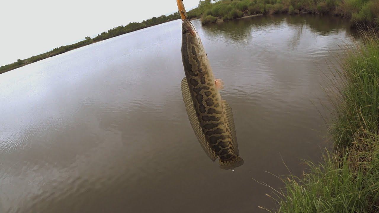 Змееголов. Daiwa Ryoga. Shimano Zodias.