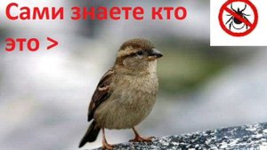 Кто ест клещей? Естественные враги клещей которых мы не замечаем рядом...