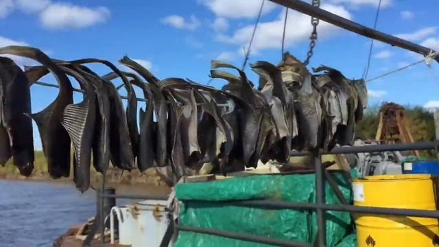 Белое море Архангельск_Мезень_Чижа смотреть онлайн