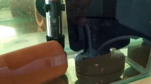 Разведение номерных сомов LDA 016 биколор. Что дальше? ....