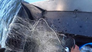 БРАКОНЬЕРЫ??? Рыбалка на сига сетями. Fishing.