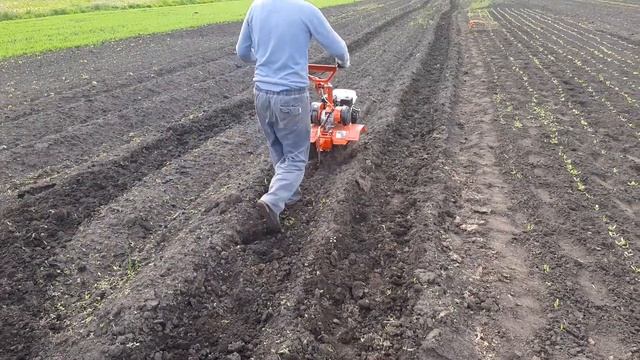 Мотоблок Агат Прополка картофеля полольниками-рыхлителями! смотреть онлайн