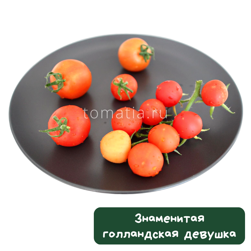 Знаменитая Голландская девушка