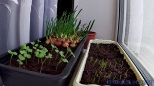 Весенние всходы.