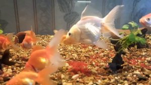 Золотые рыбки  . Кормление . мотыль .