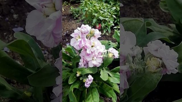 Левкой (Matthiola)?