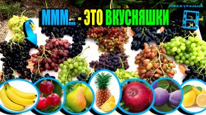 ВКУСНЯШКИ (СОРТА ВИНОГРАДА) НА НАШЕМ ВИНОГРАДНИКЕ. СЕВЕРНЫЙ ВИНОГРАДНИК 24-03