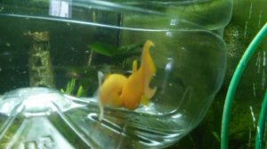 Спаривание желтая моллинезия