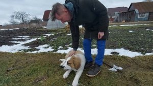 Московская сторожевая. Сторожевая собака. Шелдону 4 месяца. Жизнь в деревне.
