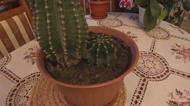 Кактус Эхинопсис . Цветет и Цветет. смотреть онлайн