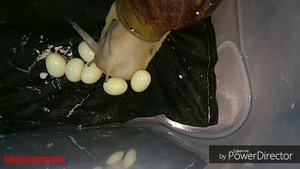 |УЛИТКА АРХАХАТИНА МАРГИНАТА ВАР ОВУМ ОТКЛАДЫВАЕТ ЯЙЦА|МАЛЕНЬКИЕ УЛИТЯТА|