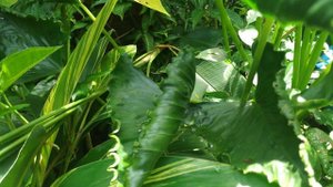 overview Alocasia Triangularis #giant leaves