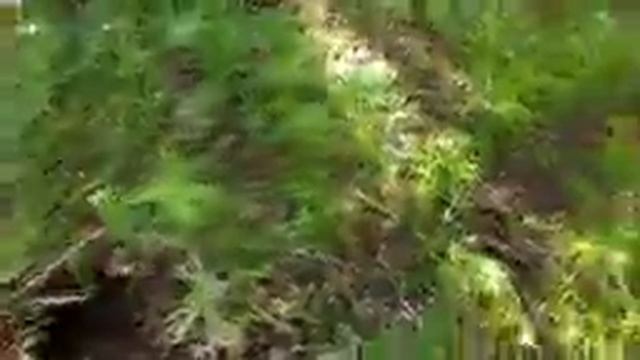 МеталлоКоп как хобби добил урочище "Липяны"