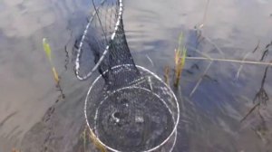 Рыбалка на балатоне. Шебекино.