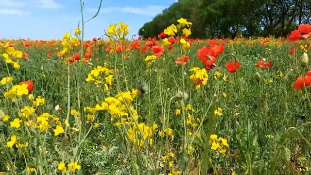 Маки. Цветущие поля. /Beautiful Poppies/ смотреть онлайн