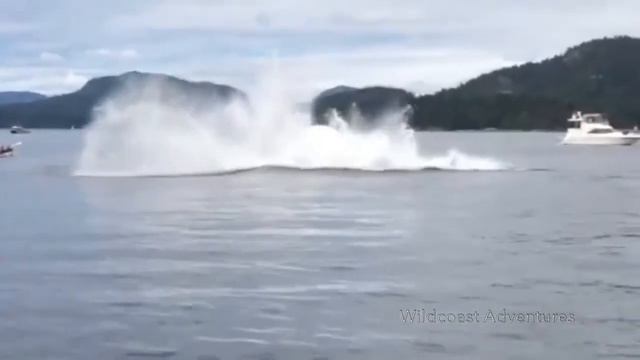 Прыгающие киты. Jumping whales interestingfacts chistostrana