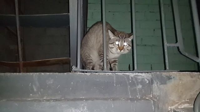 Злой Кот. Ну очень Страшный Серый Кот