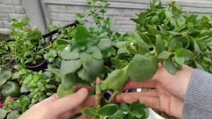Каланхоэ. Уход и размножение. Неприхотливый сад