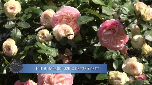 ТОП 8 найдорожчих квітів у світі смотреть онлайн