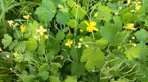 Чистотел.Размножение.Посадка.