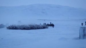 Убой северного оленя на Чукотке 1
