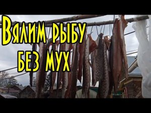 Вялим рыбу без мух, на еду или копчение, простой рецепт