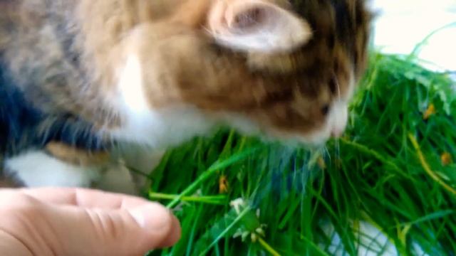 Трава в рационе кошек смотреть онлайн