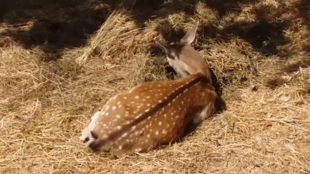 Путешествие в Марокко. Агадир. Марракеш. смотреть онлайн