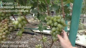 Виноград Божий дар- ранний срок созревания винограда (Пузенко Наталья Лариасовна)