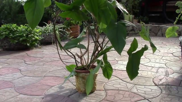 СИНГОНИУМ ЛИАНА РАСТЁТ БЫСТРО, А КОРЕНЬ МЕДЛЕННО. ЧТО ДЕЛАТЬ? смотреть онлайн