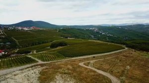 виноградники «Chateau Pinot», Новороссийск