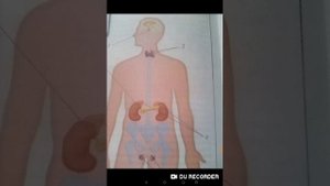 Эндокринная система,щитовидная железа и молитва её восстанавливающая.