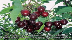 Вишня Харитоновская – удачный выбор садовода