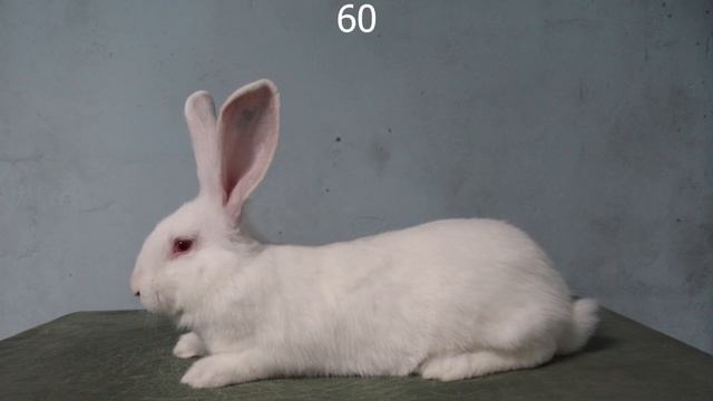ЖИЗНЬ КРОЛИКА ЗА 4 МИНУТЫ, RABBIT'S LIFE IN 4 MINUTES! смотреть онлайн
