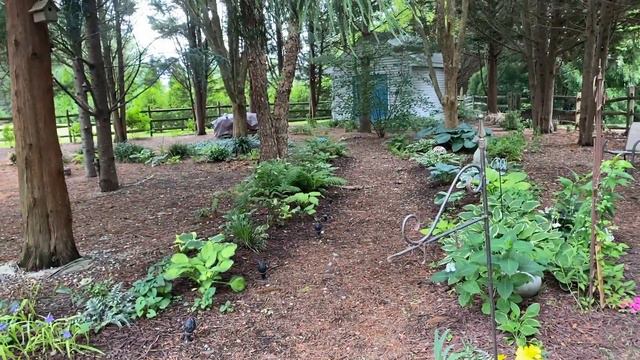 Hydrangea Collection Part 1 & 2 Delaware Zone 7b смотреть онлайн