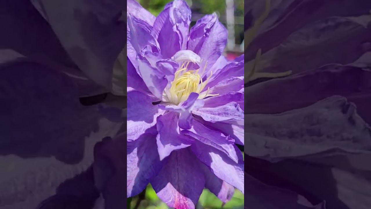 Клематисы цветут! Саженцы. Спрашивайте каталог на вацап 89193271772 смотреть онлайн