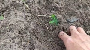 Как вырастить тую из семян. Высаживаю рассаду туи в открытый грунт.
