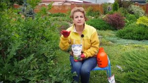 Подкормите срочно - голубика будет крупнее